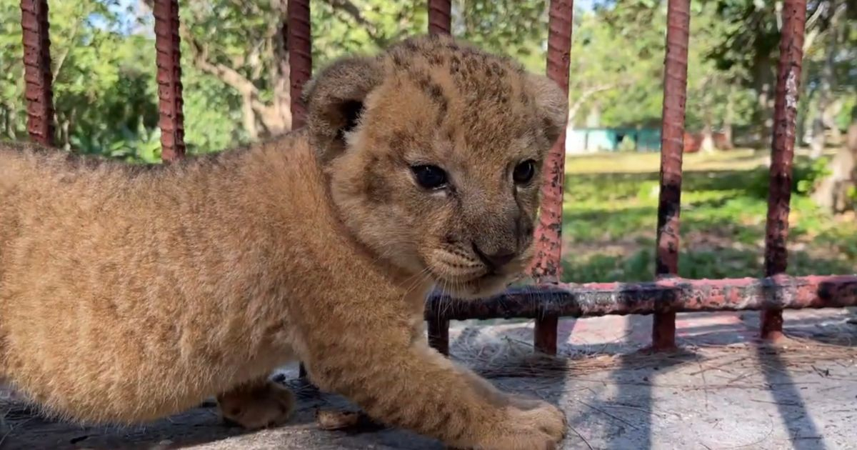Jorgito, el leoncito de Sancti Spíritus, crece saludable y vigoroso en el zoológico