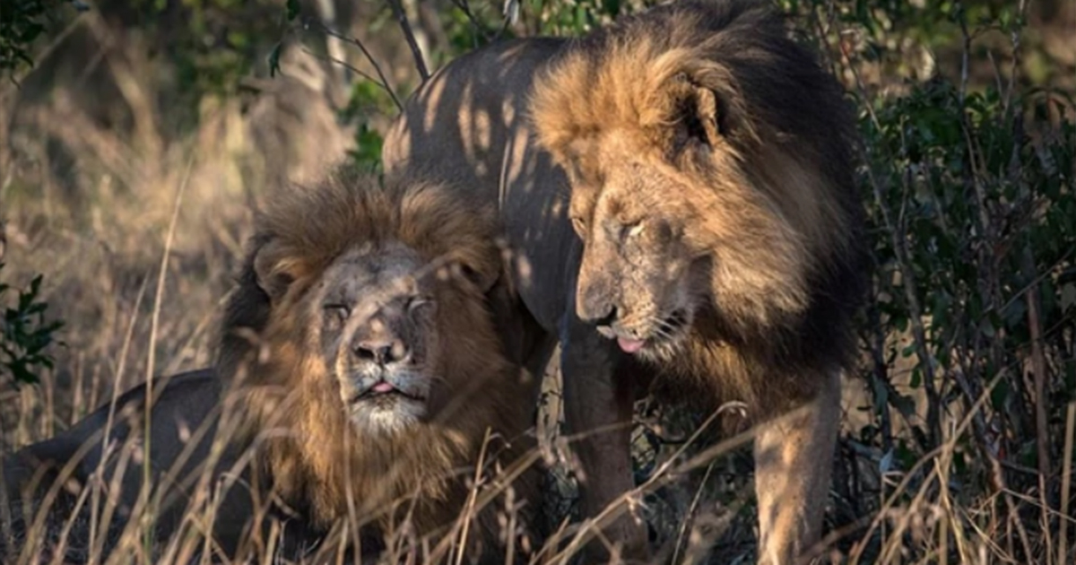 Leones gays en Kenia © Infoabe