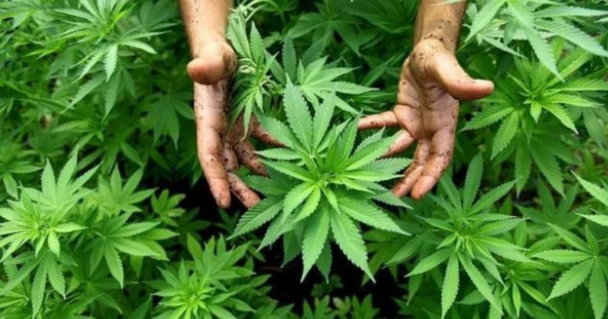 Plantas de marihuana cultivadas en Estados Unidos © publico.es