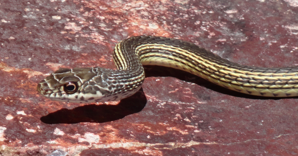 Serpiente © Wikipedia