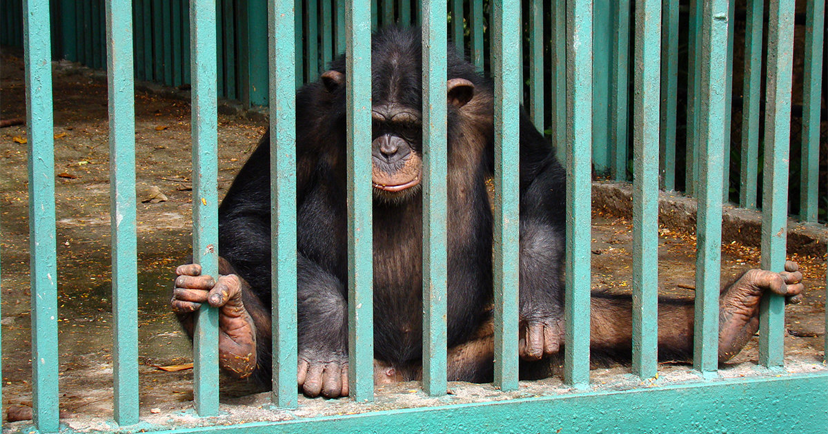 Jaula de los monos en el Zoológico de 26. © CiberCuba