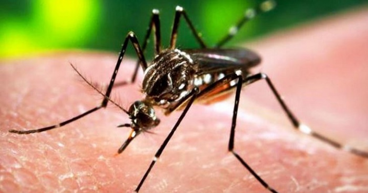 Mosquito Aedes Aegypti © 