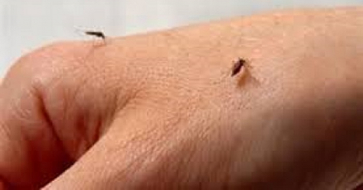 Mosquito picadura dengue © 