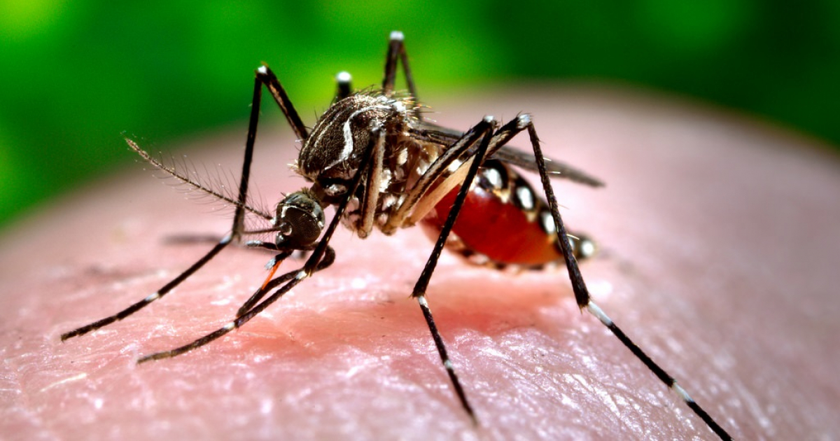 Mosquito Aedes aegypti © Flickr/ Oregon State University