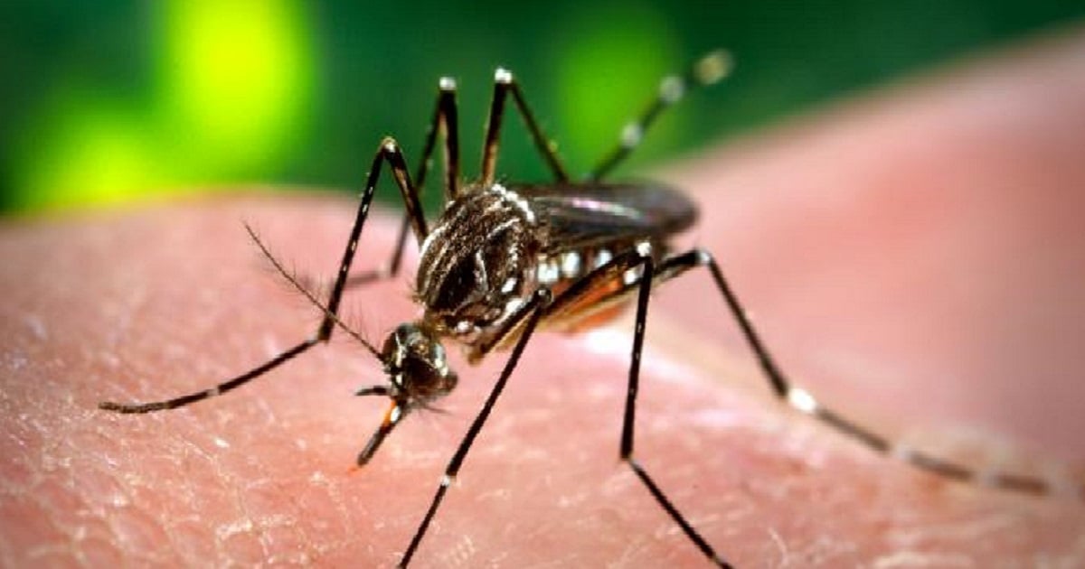 Mosquito transmisor zika © Wikipedia