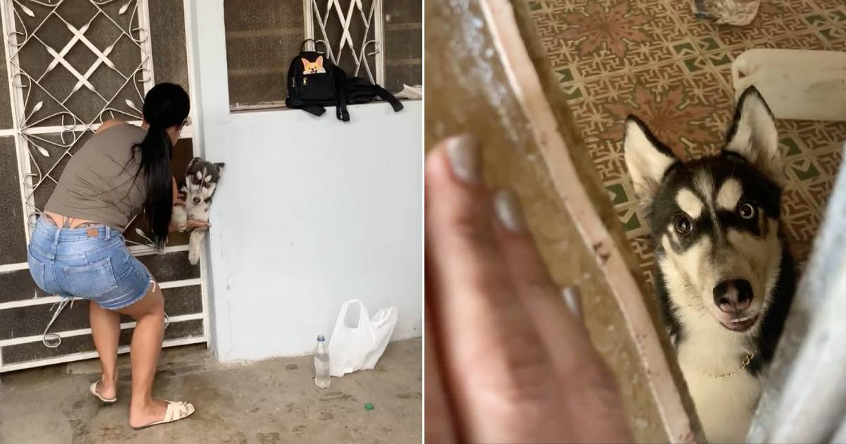Perro dejado tres días encerrado en casa de San José indigna a defensores de animales