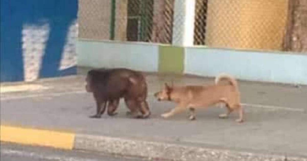 Mono logra escapar del Zoológico de La Habana y causa revuelo en redes sociales