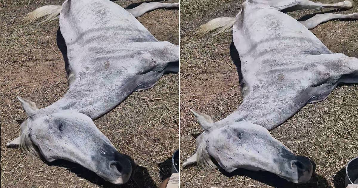 Cubanos alzan la voz contra el maltrato de un caballo en Villa Clara