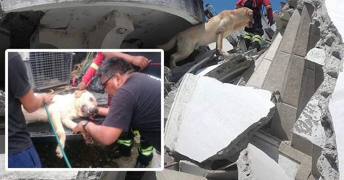 Dayko, perro rescatista © Dayko, un perro rescatista ha fallecido en Ecuador, luego de salvar a 7 personas