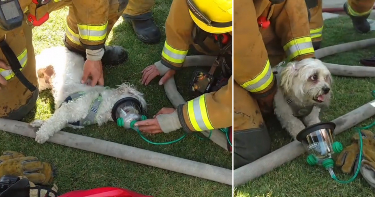 Bomberos de California salvan a un perro de morir en el incendio de una ...