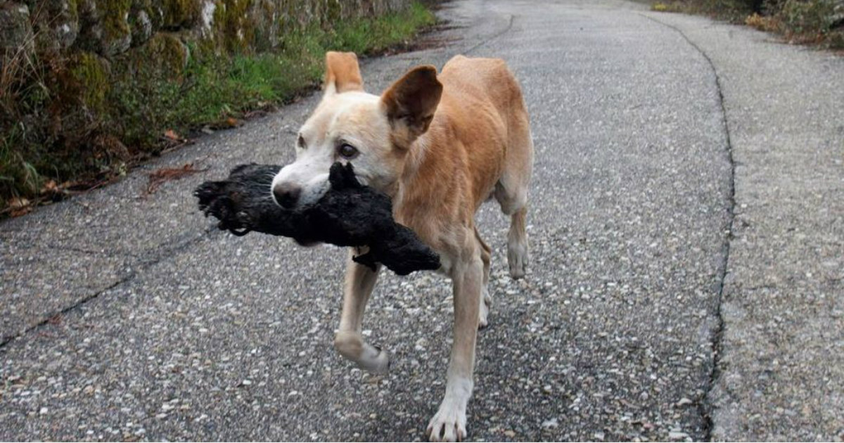 Una perrita, con su cría calcinada en la boca. © EFE