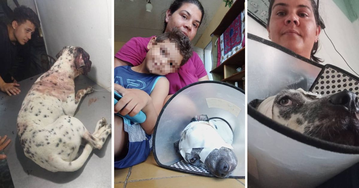 Perro brutalmente atacado con machete es rescatado por protectores de animales en Sancti Spíritus