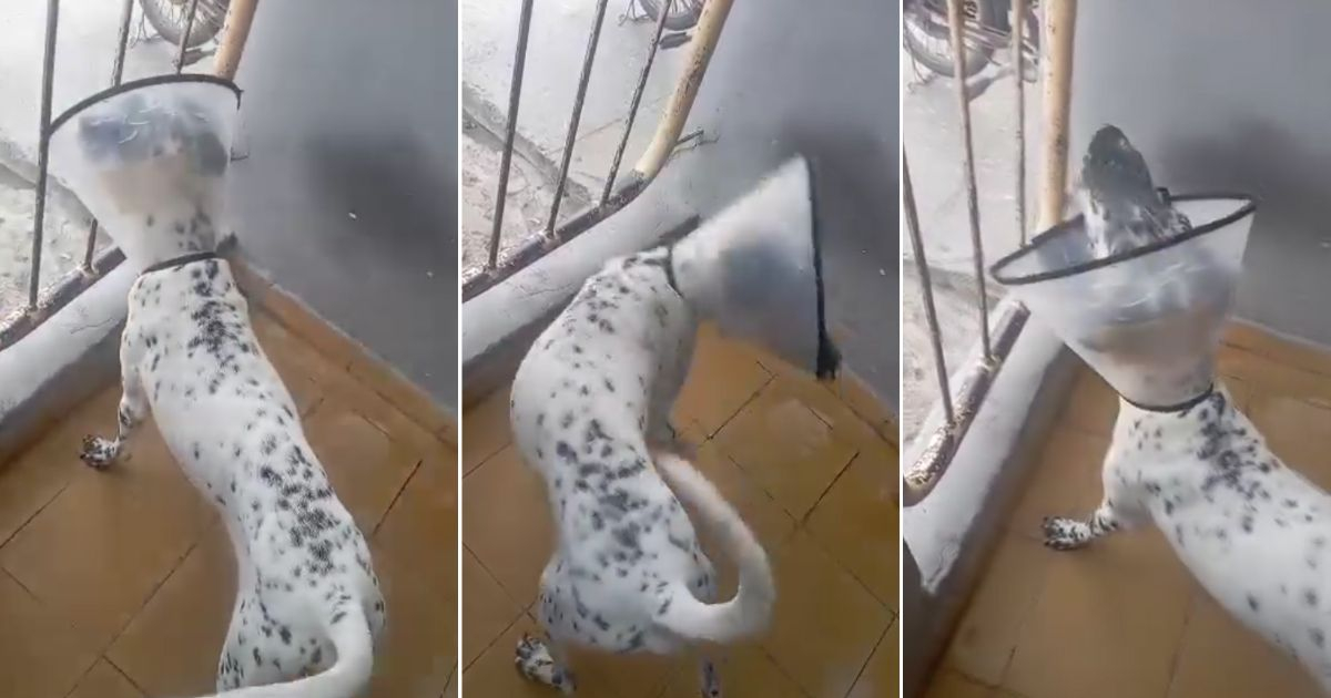 La recuperación de Yeiko, el perro agredido en Sancti Spíritus, emociona a la comunidad