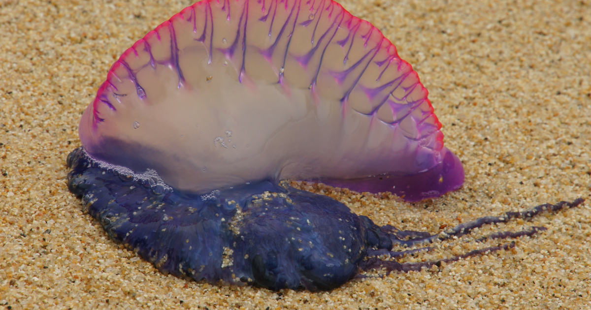 Medusas © Wikimedia