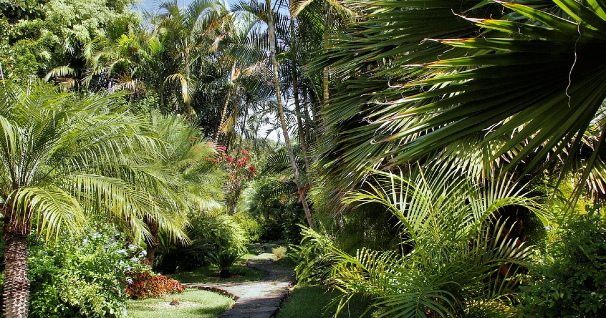 Palmeras y vegetación en las calles de Varadero © Pixabay