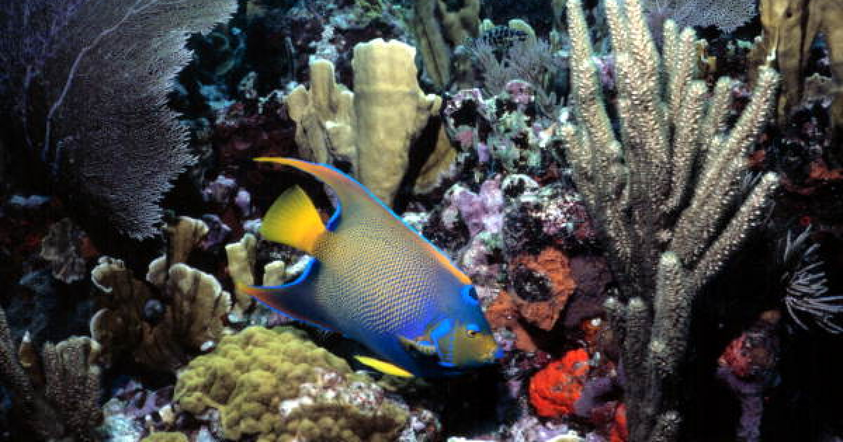 Arrecifes Coralinos © Wikimedia Commons