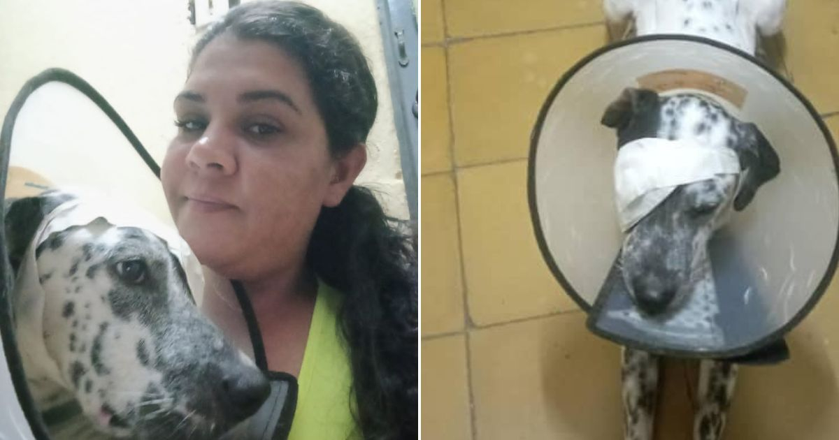 Yeiko, el perro macheteado en Sancti Spíritus, muestra una notable recuperación