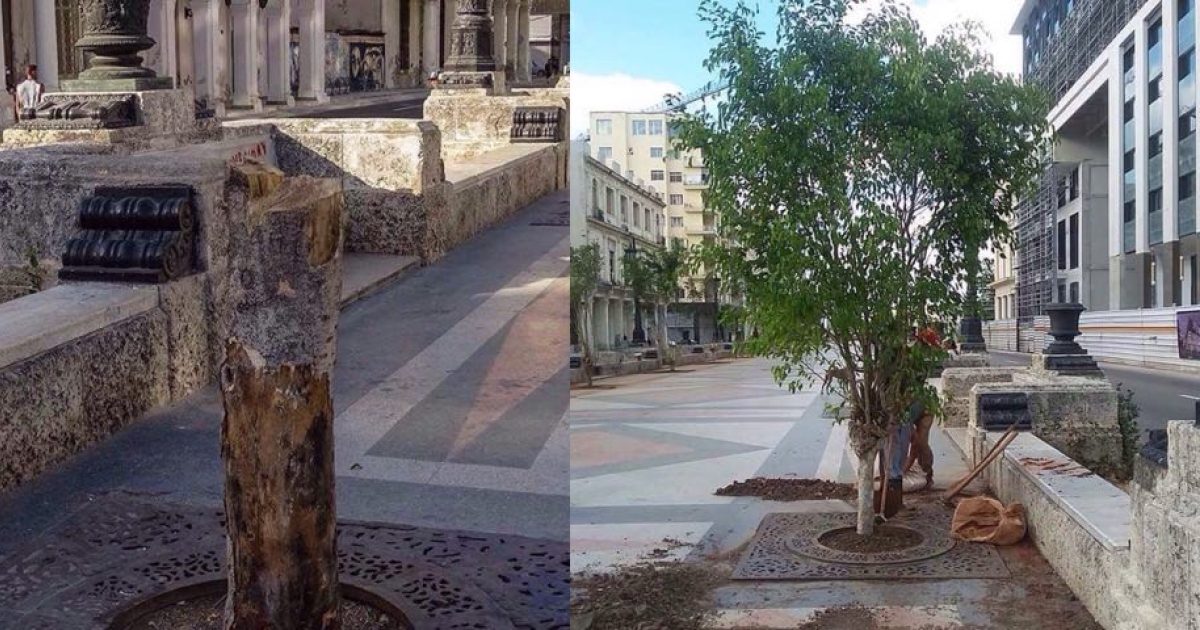 Reforestación del Prado © CiberCuba/ Facebook Iniciativa ProArbolado