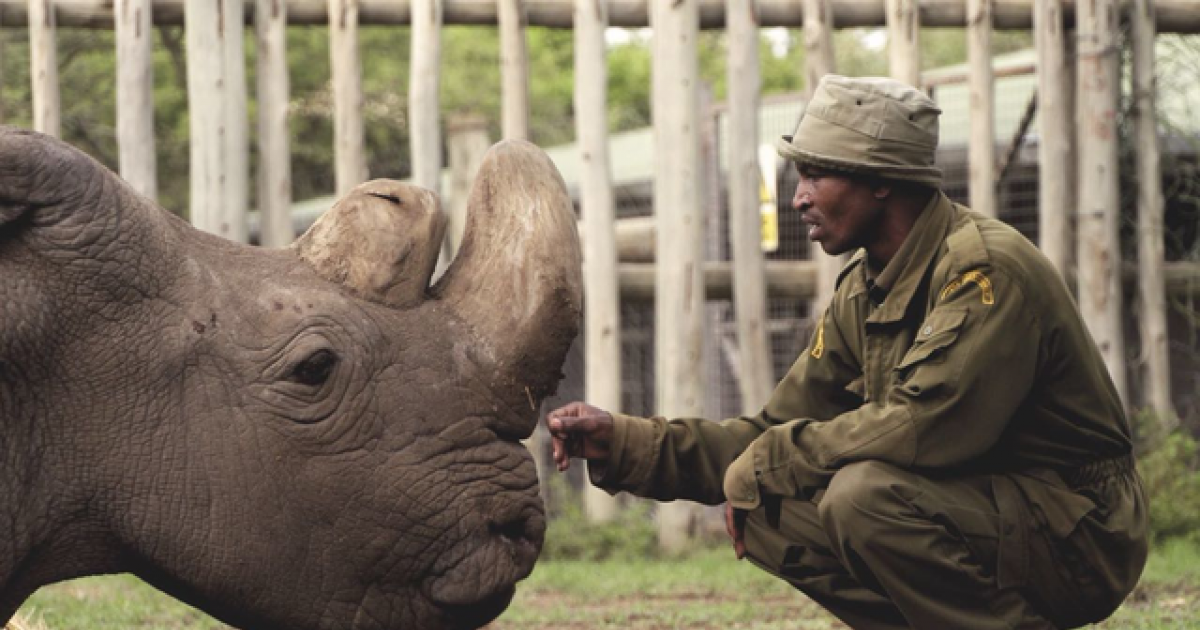 Rinoceronte "Sudán" © Ol Pejeta / Twitter