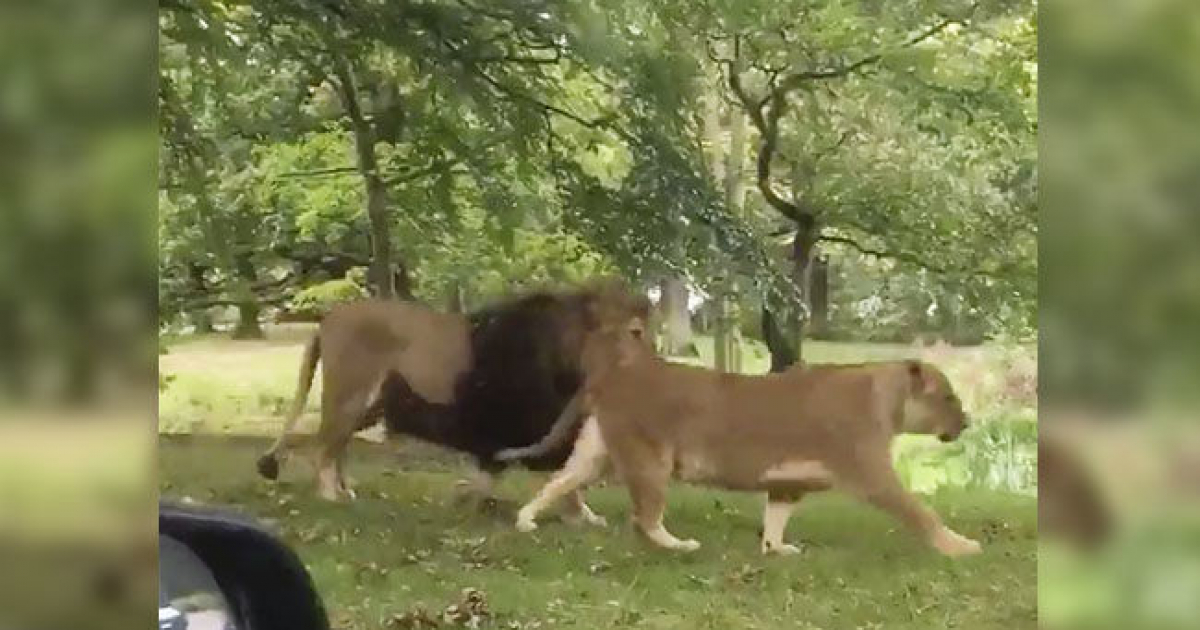 Safari con leones © Alice Thompson/Twitter