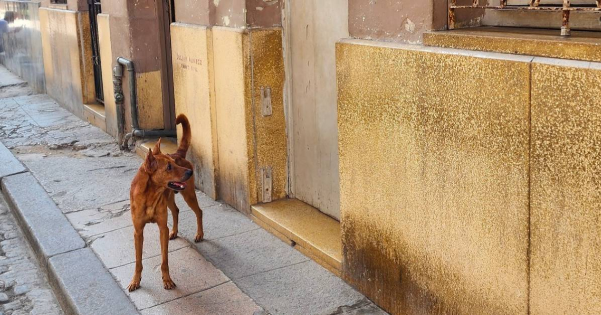 Perrito abandonado por sus dueños emigrados espera en su antigua casa en La Habana