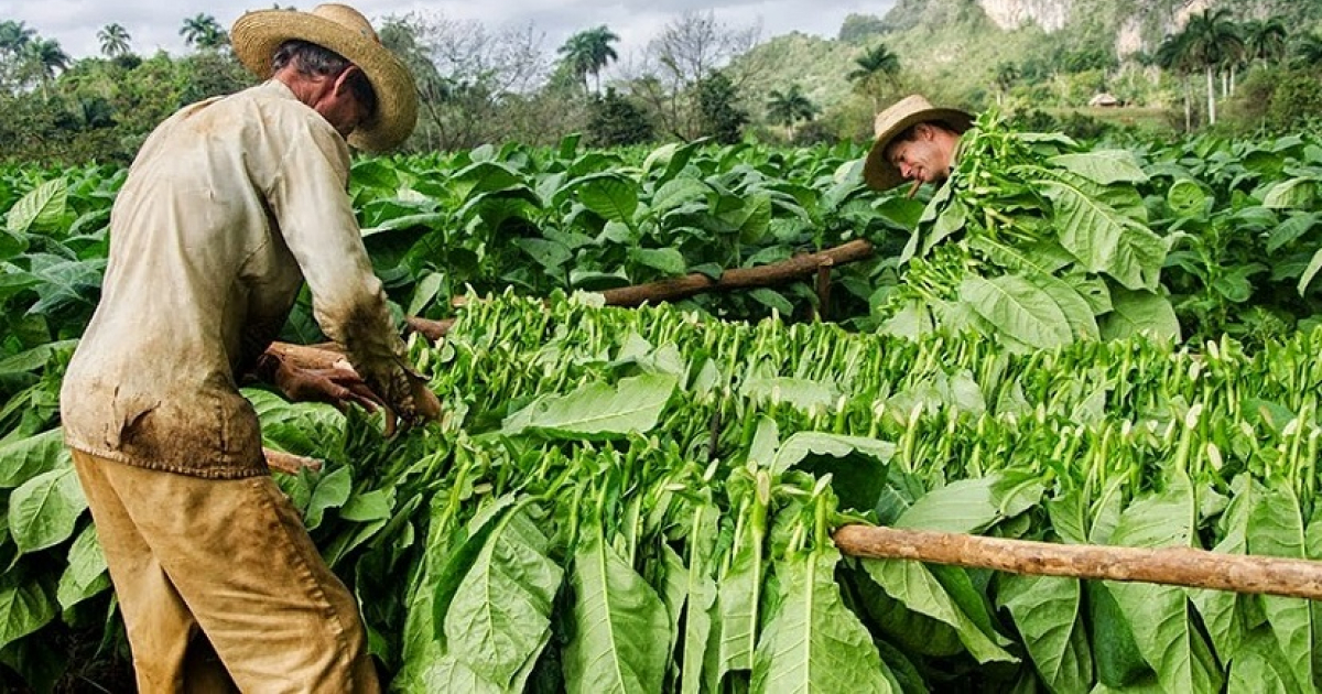 Cosecha de Tabaco en Pinar del Río © travelreportmx.com