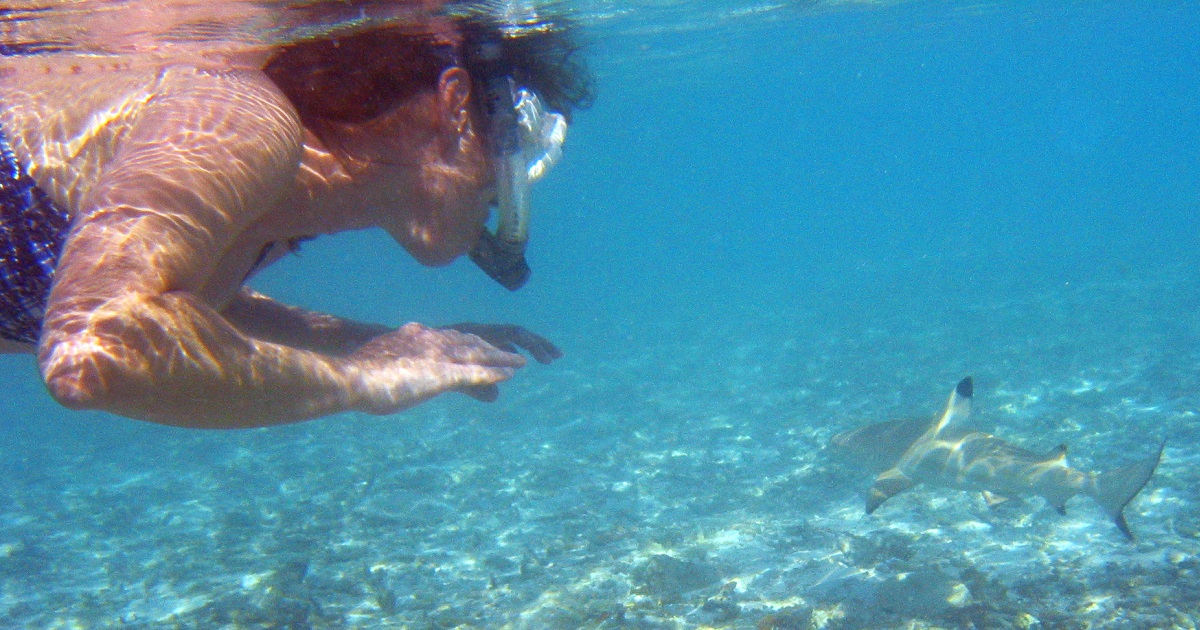 Mujer mordida por tiburón © Wikimedia Commons