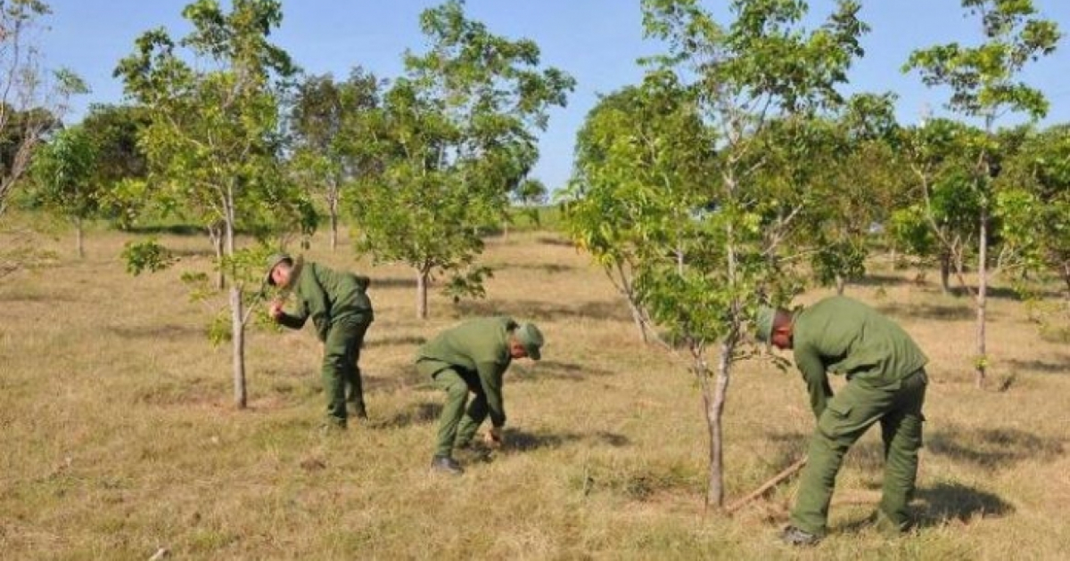 Soldados en labores de reforestación. © 5 de Septiembre/ Juan Carlos Dorado