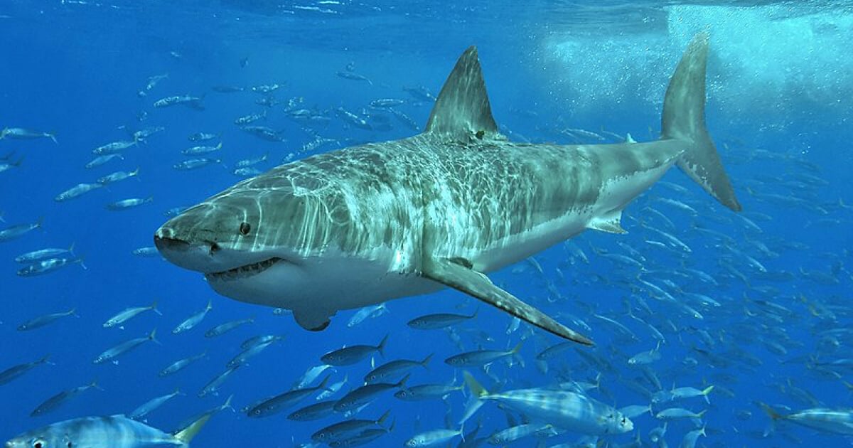 Imagen de archivo de un tiburón blanco © Wikipedia