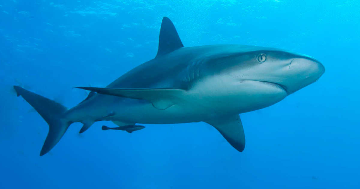 Tiburón © Wikimedia