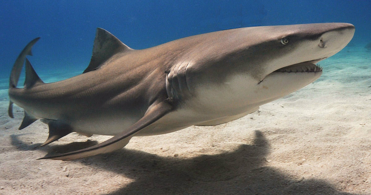 tiburón © Wikipedia