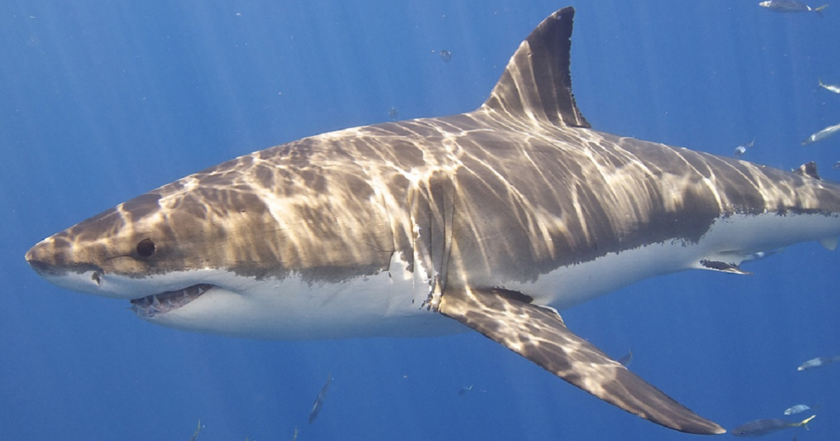 Gran Tiburón Blanco © Flickr/ Elias Levy