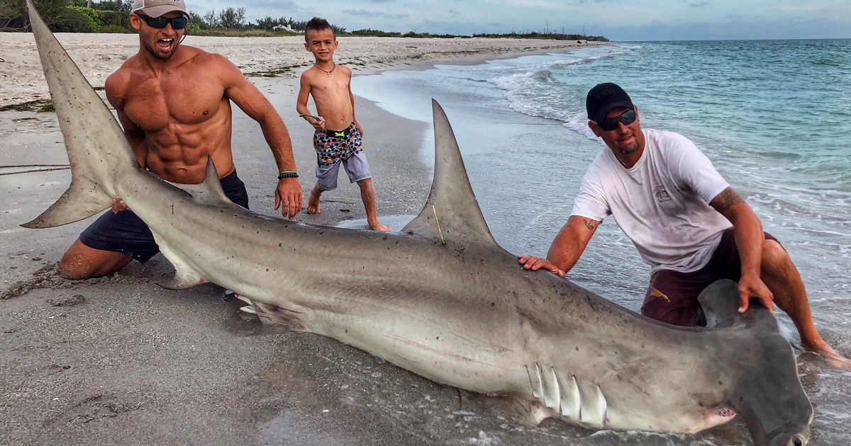Tiburón martillo en Miami © acksharks/Twitter