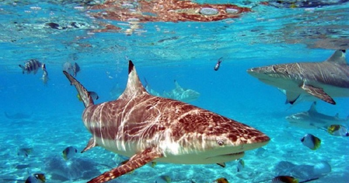 Ejemplar de tiburón en las aguas del Caribe © Fotos Animales