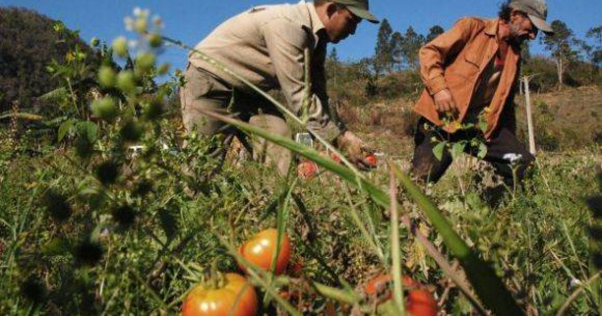 Tomate © Cubadebate