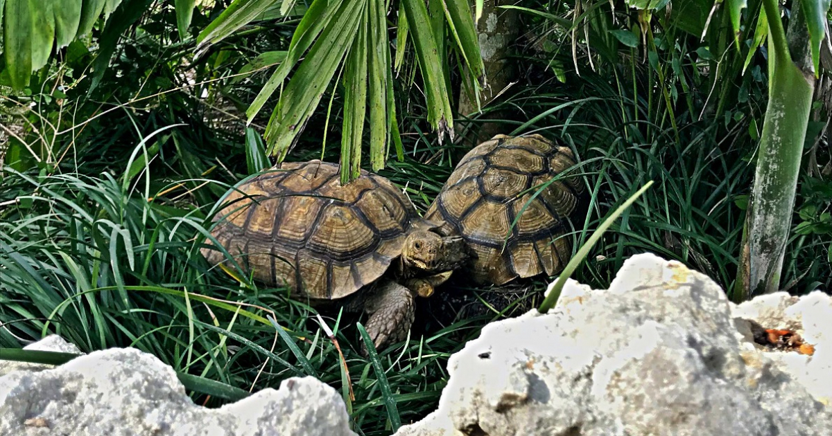 Tortugas en We Care Wildlife Sanctuary © We Care Wildlife Sanctuary / Facebook