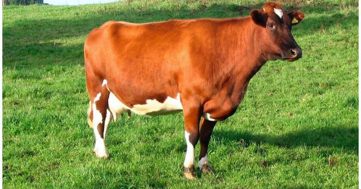  © Blog de la ganadería bovina 