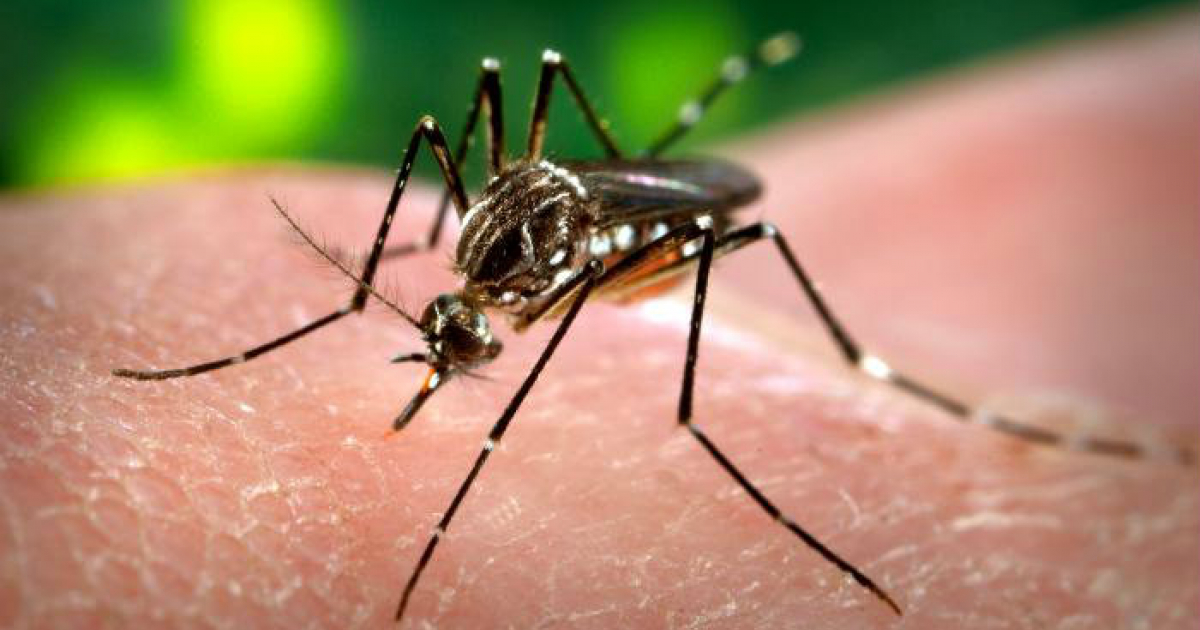 Mosquito Aedes aegypti sobrevuela sobre un tejido humano © Wikimedia Commons
