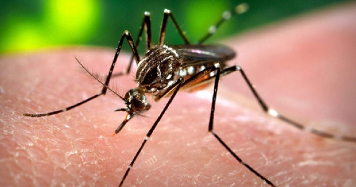 Mosquito Aedes aegypti sobre piel humana © Wikimedia Commons