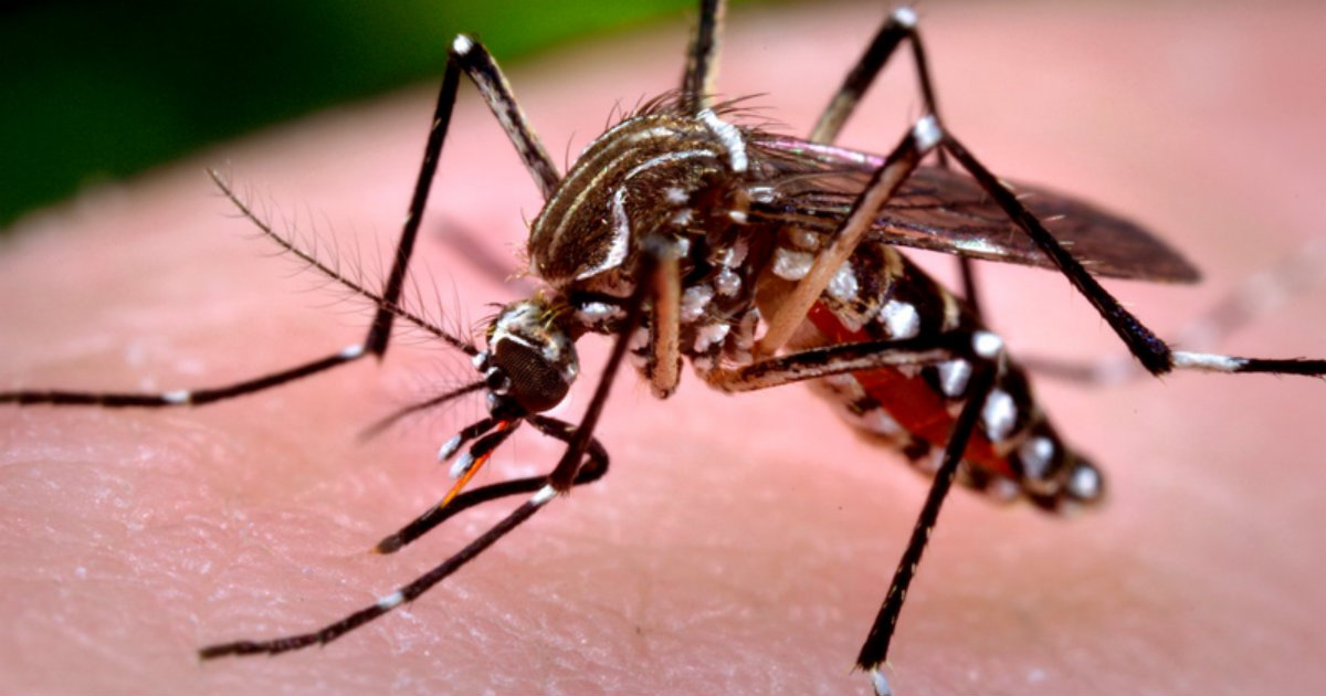 Imagen del mosquito aedes aegypti © Nbcnews