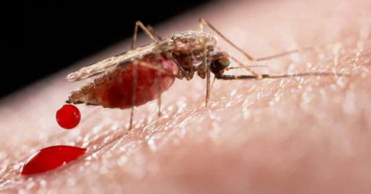 Mosquito que transmite el Zika. © Cubadebate.