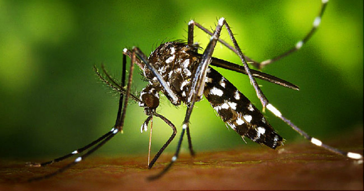 Mosquito Aedes Aegypti © Webmd