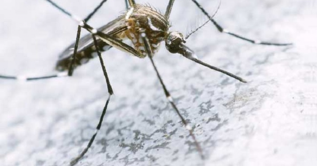  © Los 45 países donde el virus Zika está activo