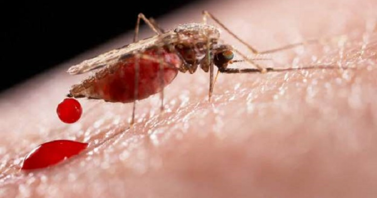 Mosquito Aedes Aegypti © Advierte la OMS sobre la posibilidad de que el brote del virus del Zika se expanda hacia Europa