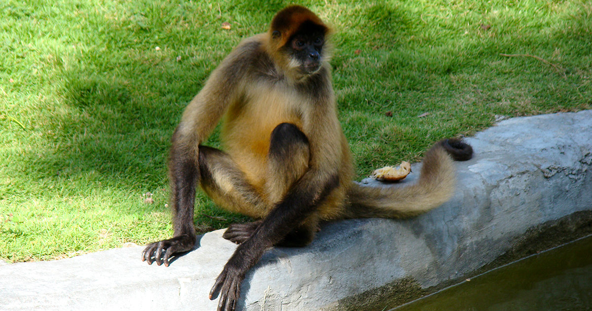 Mono, en un parque zoológico cubano. © CiberCuba